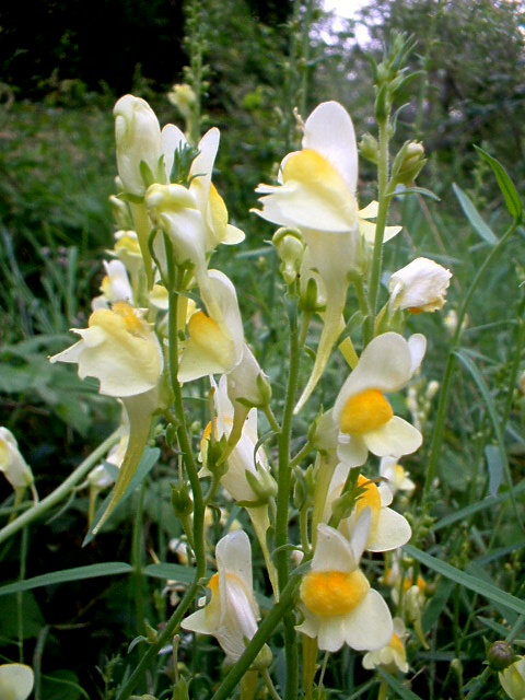 bocche di leone selvatiche - Linaria vulgaris